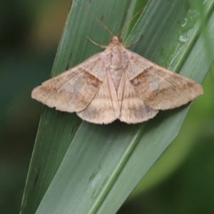 Mocis trifasciata at Julatten, QLD - 1 Jul 2021 01:08 PM