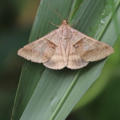 Unidentified Moth (Lepidoptera) at Julatten, QLD - 1 Jul 2021 by Tammy
