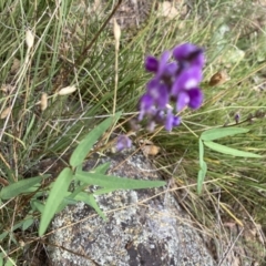 Glycine clandestina (Twining Glycine) at Marchmont, NSW - 25 Jan 2022 by Jenny54
