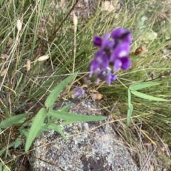 Glycine clandestina (Twining Glycine) at Marchmont, NSW - 24 Jan 2022 by Jenny54