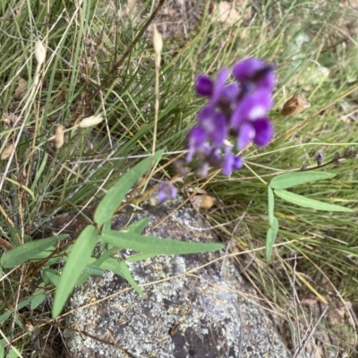 Glycine clandestina (Twining Glycine) at Marchmont, NSW - 24 Jan 2022 by Jenny54