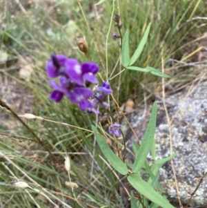 Glycine clandestina at Marchmont, NSW - 25 Jan 2022 10:25 AM