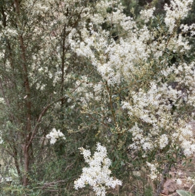 Bursaria spinosa (Native Blackthorn, Sweet Bursaria) at Yass, NSW - 25 Jan 2022 by Jenny54