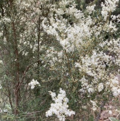 Bursaria spinosa (Native Blackthorn, Sweet Bursaria) at Yass, NSW - 24 Jan 2022 by Jenny54