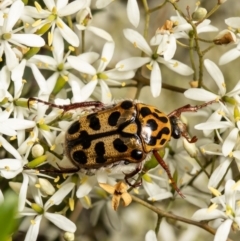 Neorrhina punctata (Spotted flower chafer) at Molonglo Valley, ACT - 24 Jan 2022 by Roger