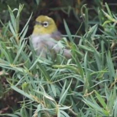 Zosterops lateralis (Silvereye) at Kaleen, ACT - 24 Jan 2022 by Tammy