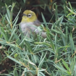 Zosterops lateralis at Kaleen, ACT - 24 Jan 2022