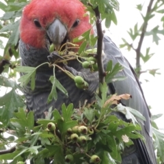 Callocephalon fimbriatum (Gang-gang Cockatoo) at Narrabundah, ACT - 6 Jan 2022 by RobParnell