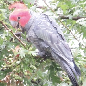 Callocephalon fimbriatum at Narrabundah, ACT - 7 Jan 2022