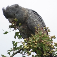 Callocephalon fimbriatum (Gang-gang Cockatoo) at Narrabundah, ACT - 7 Jan 2022 by RobParnell