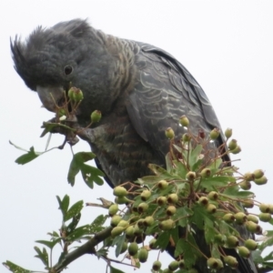 Callocephalon fimbriatum at Narrabundah, ACT - suppressed