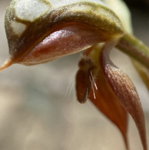 Oligochaetochilus squamatus at Paddys River, ACT - suppressed