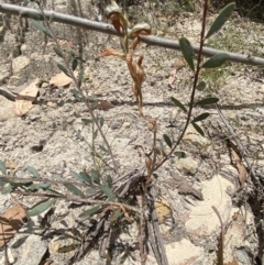 Oligochaetochilus squamatus at Paddys River, ACT - suppressed