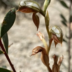 Oligochaetochilus squamatus at Paddys River, ACT - suppressed