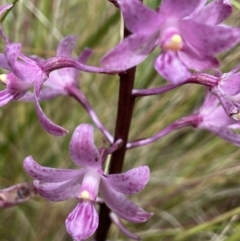 Dipodium roseum (Rosy Hyacinth Orchid) at Paddys River, ACT - 25 Jan 2022 by AJB