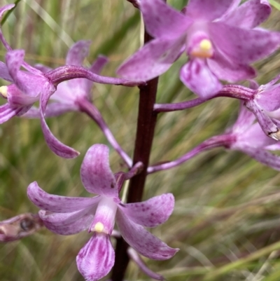 Dipodium roseum (Rosy Hyacinth Orchid) at Paddys River, ACT - 25 Jan 2022 by AJB
