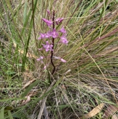 Dipodium roseum at Paddys River, ACT - suppressed