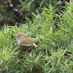 Acanthiza pusilla (Brown Thornbill) at Kaleen, ACT by Tammy