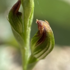 Speculantha rubescens (Blushing tiny greenhood) at Paddys River, ACT - 25 Jan 2022 by AJB
