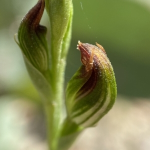 Speculantha rubescens (TBC) at suppressed by AJB