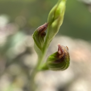 Speculantha rubescens at Paddys River, ACT - suppressed