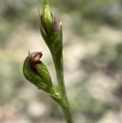 Speculantha rubescens at Paddys River, ACT - suppressed