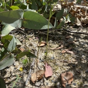 Speculantha rubescens at Paddys River, ACT - 25 Jan 2022