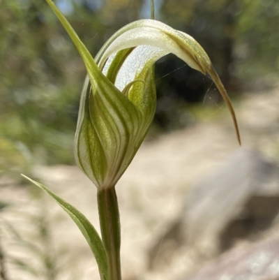 Diplodium ampliatum (Large Autumn Greenhood) at Paddys River, ACT - 25 Jan 2022 by AJB