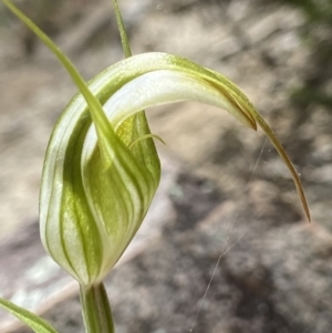 Diplodium ampliatum at Paddys River, ACT - suppressed