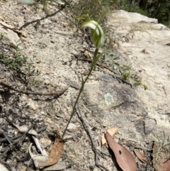 Diplodium ampliatum at Paddys River, ACT - suppressed