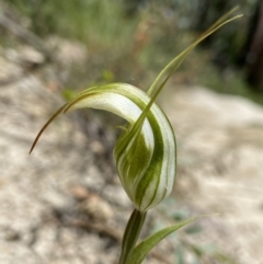 Diplodium ampliatum at Paddys River, ACT - suppressed