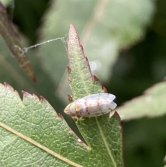 Japananus hyalinus (Japanese Maple Leafhopper) at Theodore, ACT - 25 Jan 2022 by Cardy