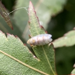 Japananus hyalinus at Theodore, ACT - 25 Jan 2022