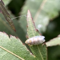 Japananus hyalinus at Theodore, ACT - 25 Jan 2022