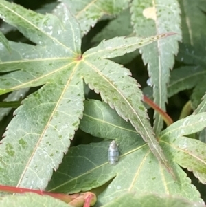 Japananus hyalinus at Theodore, ACT - 25 Jan 2022