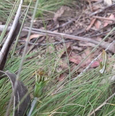 Diplodium aestivum (Long-tongued Summer Greenhood) at Namadgi National Park - 25 Jan 2022 by StephCJ