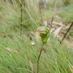 Diplodium aestivum at Cotter River, ACT - suppressed