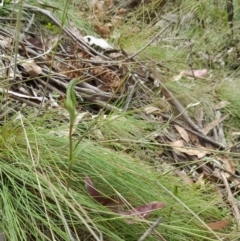 Diplodium aestivum at Cotter River, ACT - suppressed