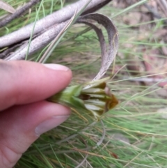 Diplodium aestivum at Cotter River, ACT - suppressed