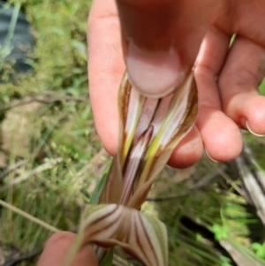 Pterostylis sp. (TBC) at suppressed by StephCJ