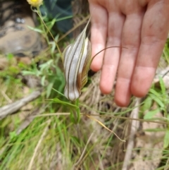 Diplodium coccinum at Cotter River, ACT - suppressed