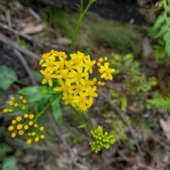 Senecio linearifolius (Fireweed Groundsel, Fireweed) at Namadgi National Park - 25 Jan 2022 by StephCJ