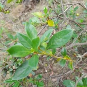 Coprosma hirtella at Cotter River, ACT - 25 Jan 2022