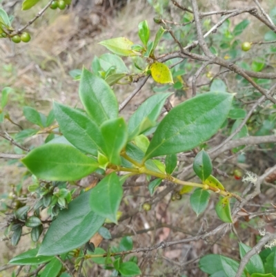 Coprosma hirtella (Currant Bush) at Cotter River, ACT - 24 Jan 2022 by StephCJ