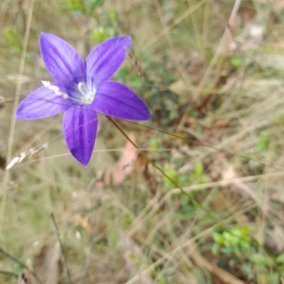 Wahlenbergia gloriosa (Royal Bluebell) at Cotter River, ACT - 24 Jan 2022 by StephCJ