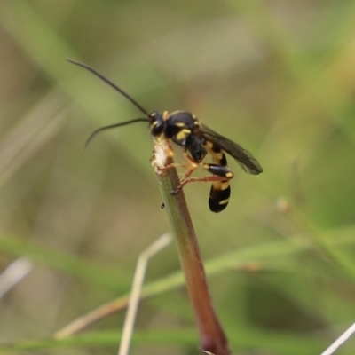 Agriomyia sp. (genus) (Yellow flower wasp) at Mount Clear, ACT - 24 Jan 2022 by JimL