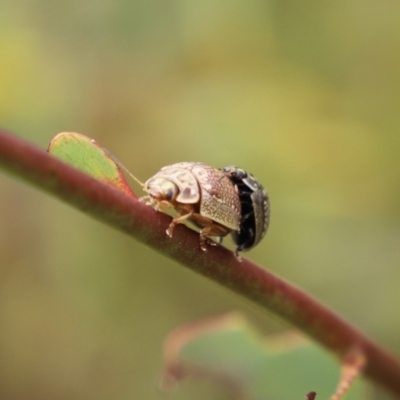 Paropsisterna decolorata (A Eucalyptus leaf beetle) at Mount Clear, ACT - 24 Jan 2022 by JimL