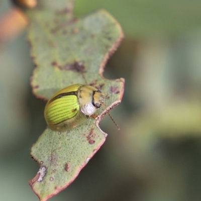 Paropsisterna hectica (A leaf beetle) at Mount Clear, ACT - 24 Jan 2022 by JimL