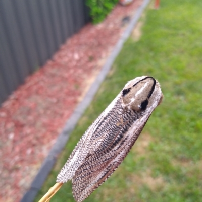 Endoxyla lituratus (A Wattle Goat Moth) at Coombs, ACT - 25 Jan 2022 by Karman