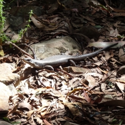 Egernia saxatilis intermedia (Black Rock Skink) at Tidbinbilla Nature Reserve - 23 Jan 2022 by Minz